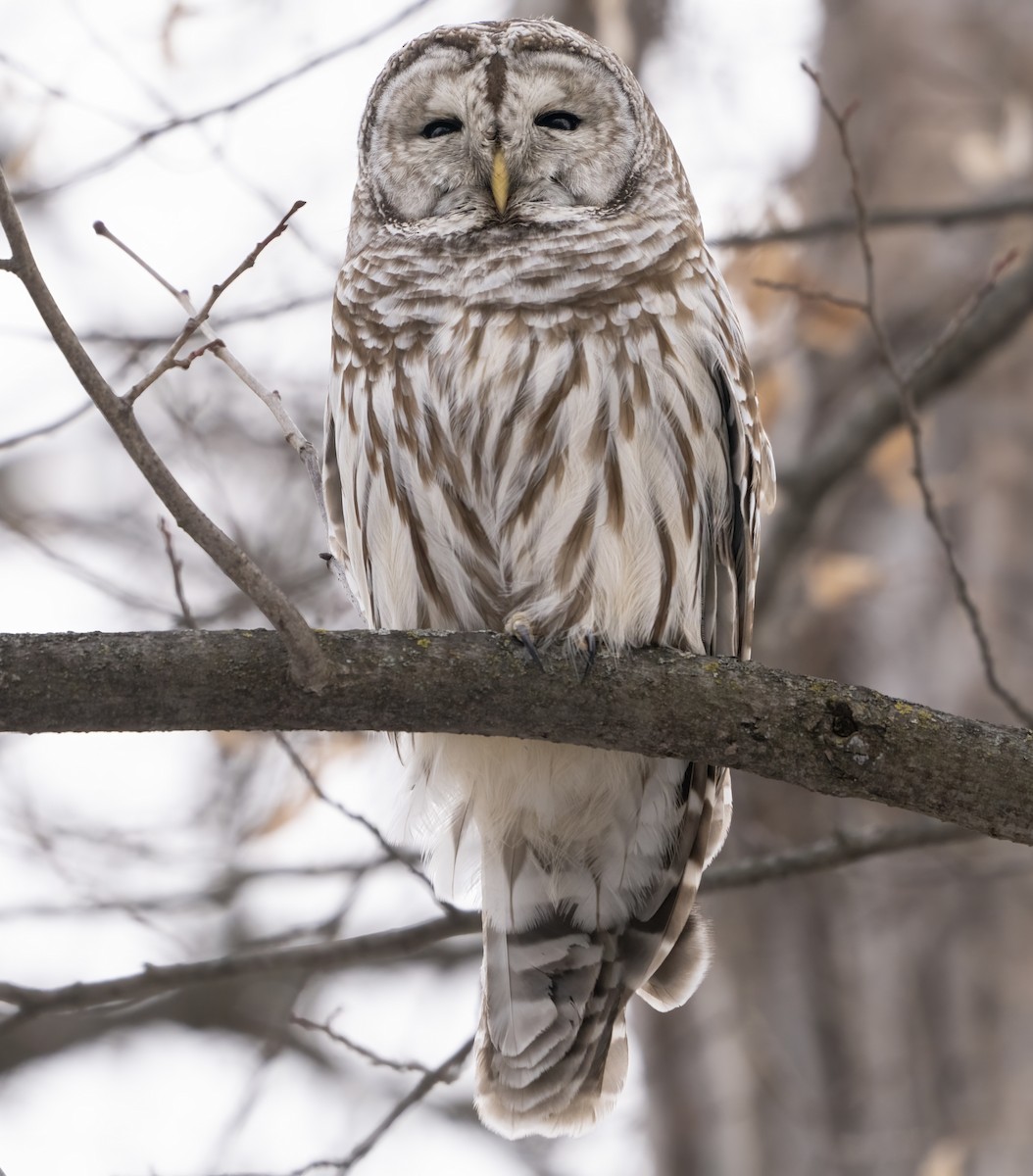 Barred Owl - ML614539319