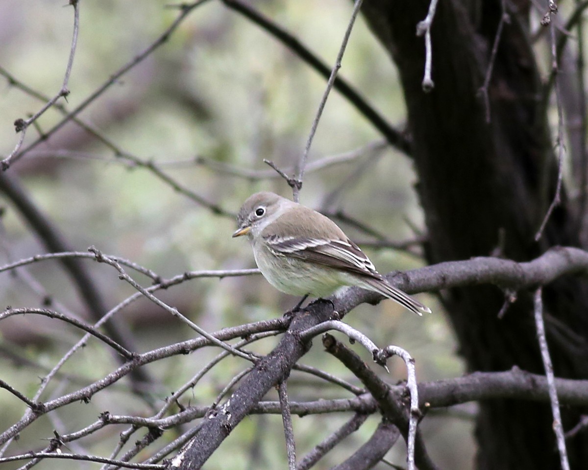 Gray Flycatcher - ML614539340