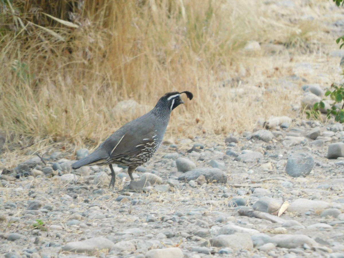 California Quail - ML614539382