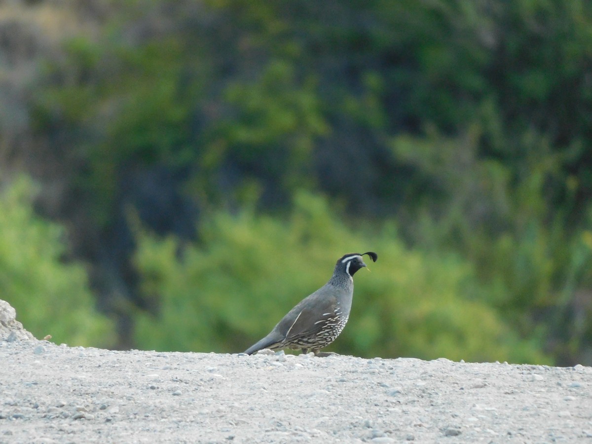 California Quail - ML614539383