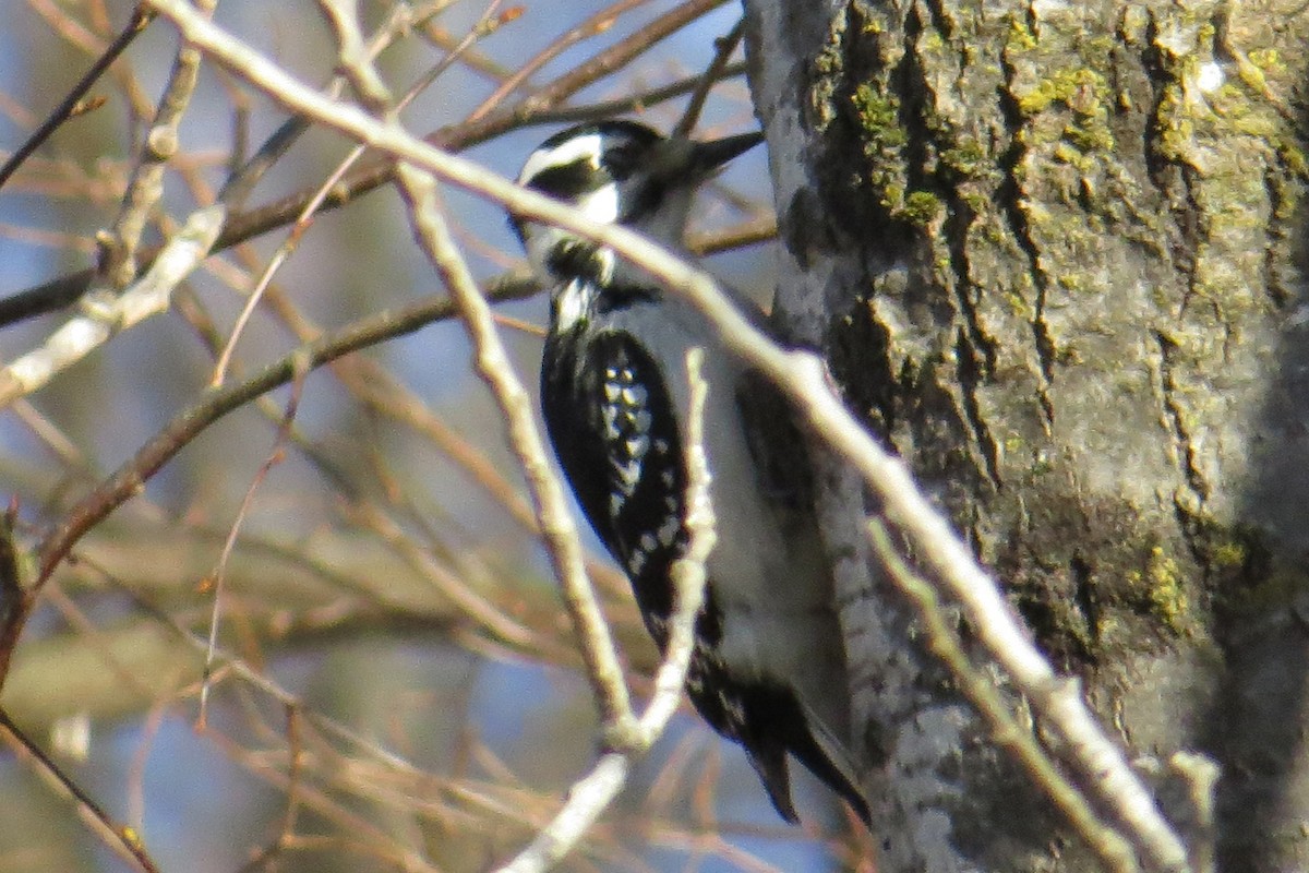 Hairy Woodpecker - ML614539421