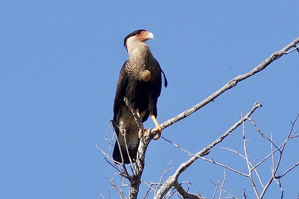 Crested Caracara - ML614539448