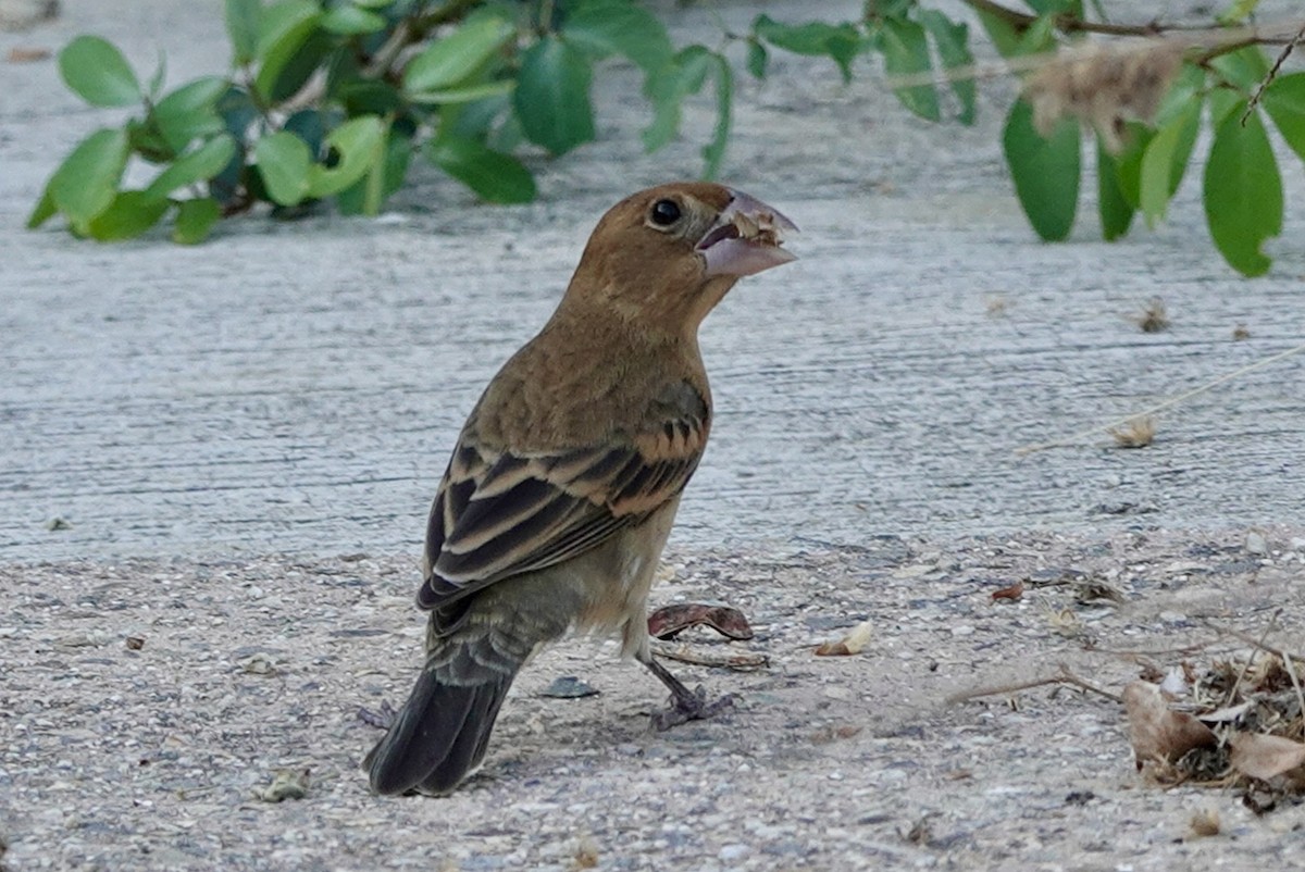 Blue Grosbeak - Huw i Williams