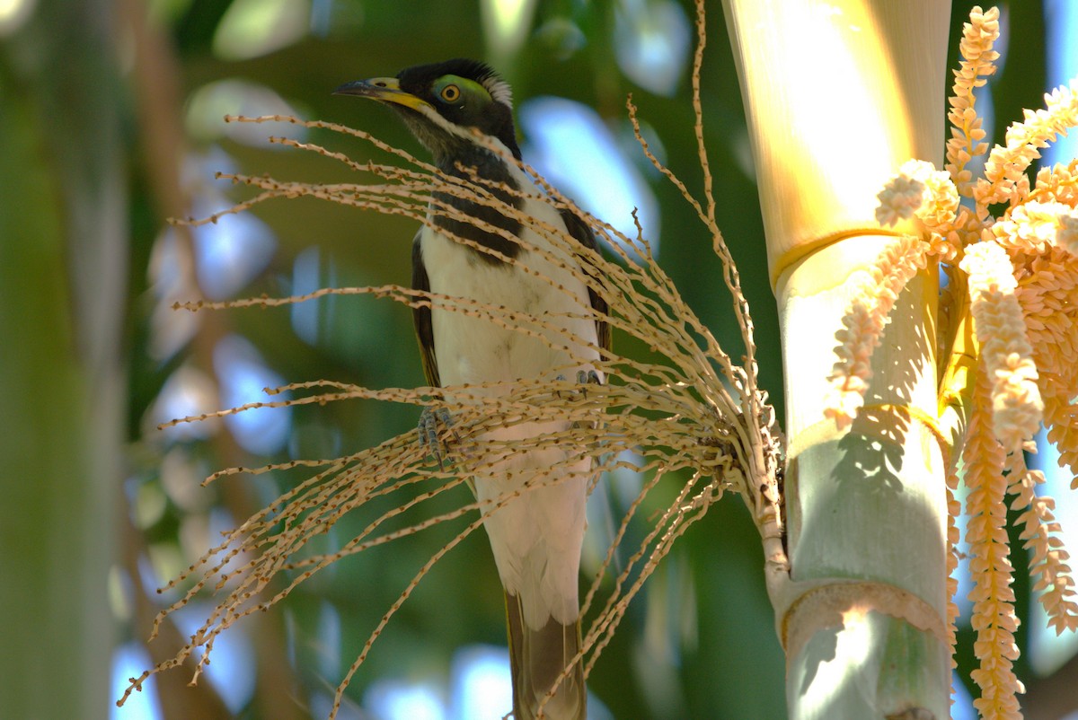 Blue-faced Honeyeater - ML614539515