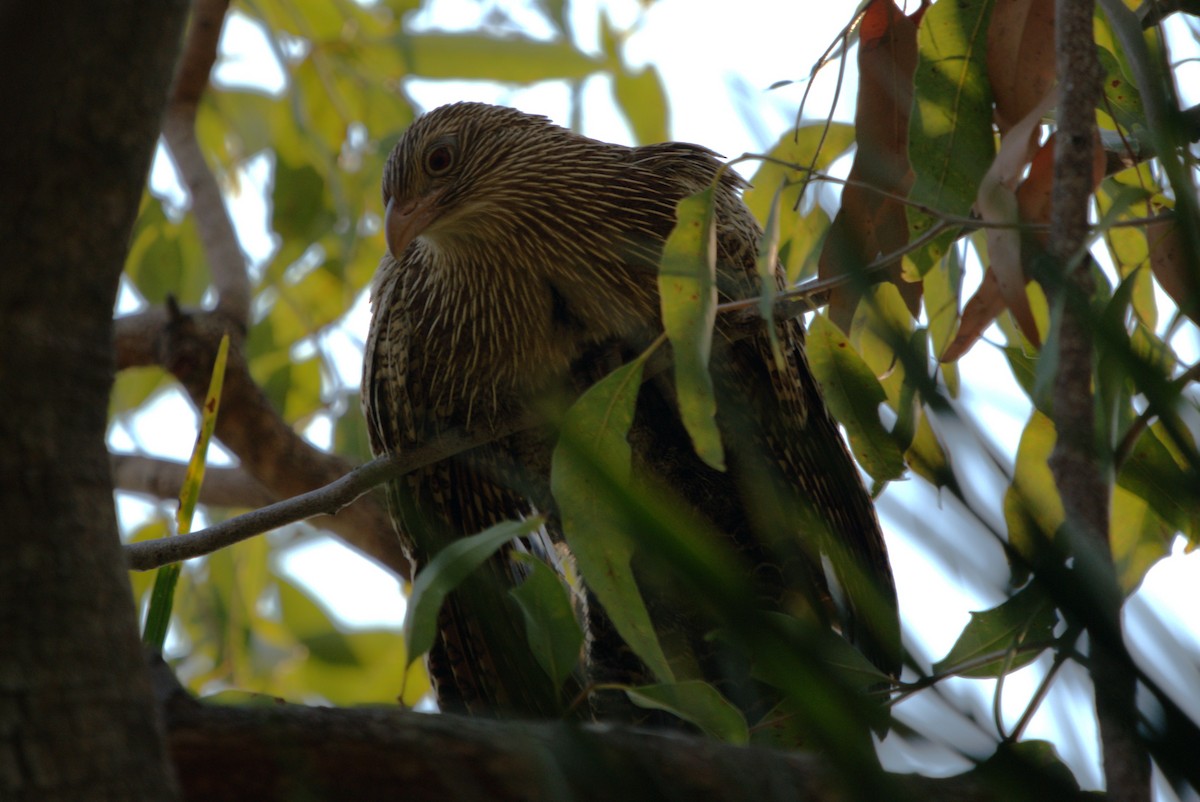 Pheasant Coucal - ML614539522