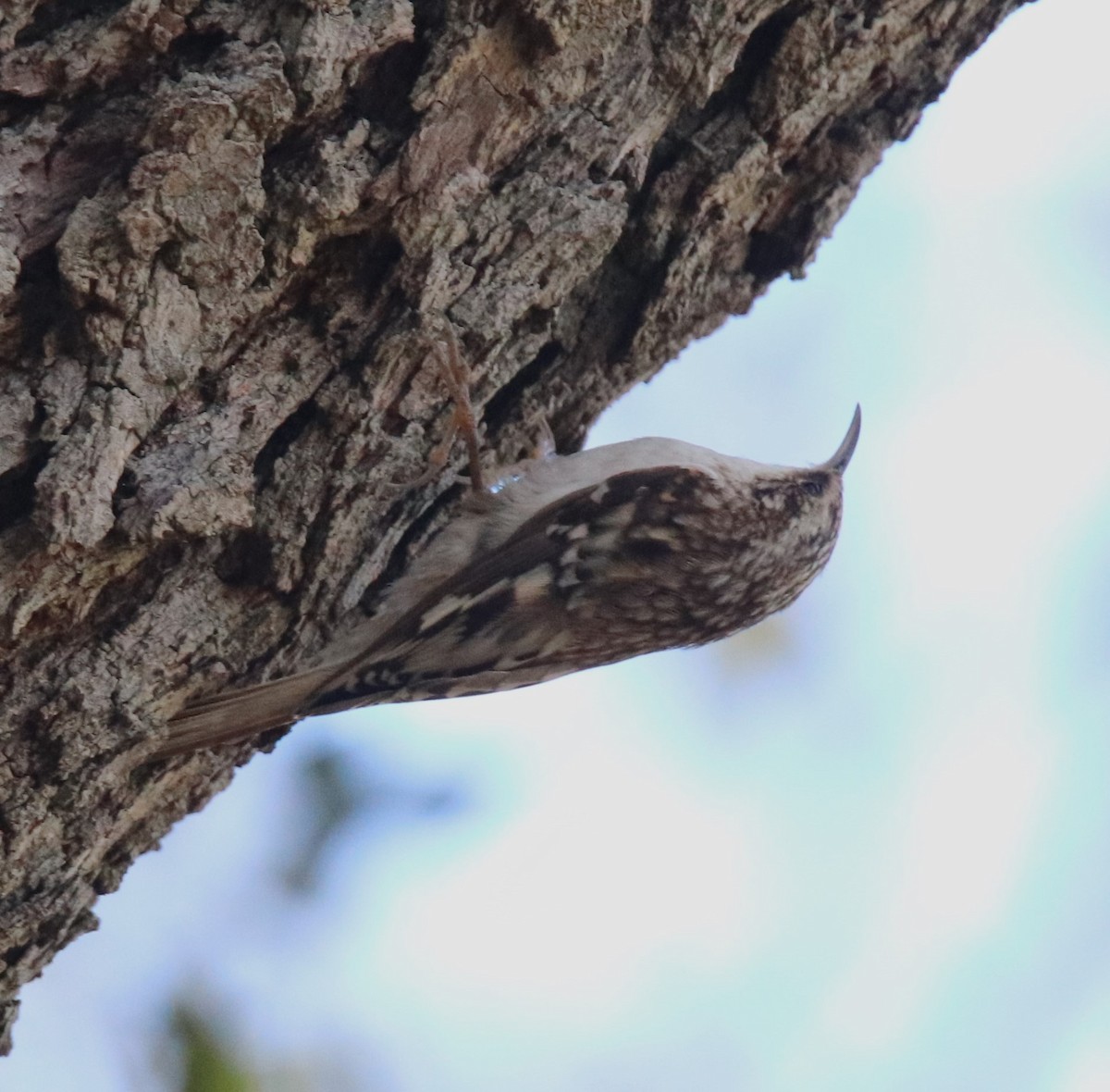 Brown Creeper - ML614539561