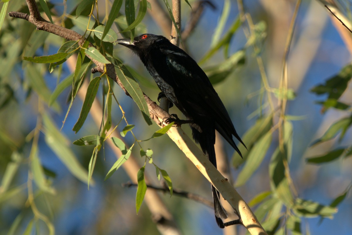 Spangled Drongo - ML614539572