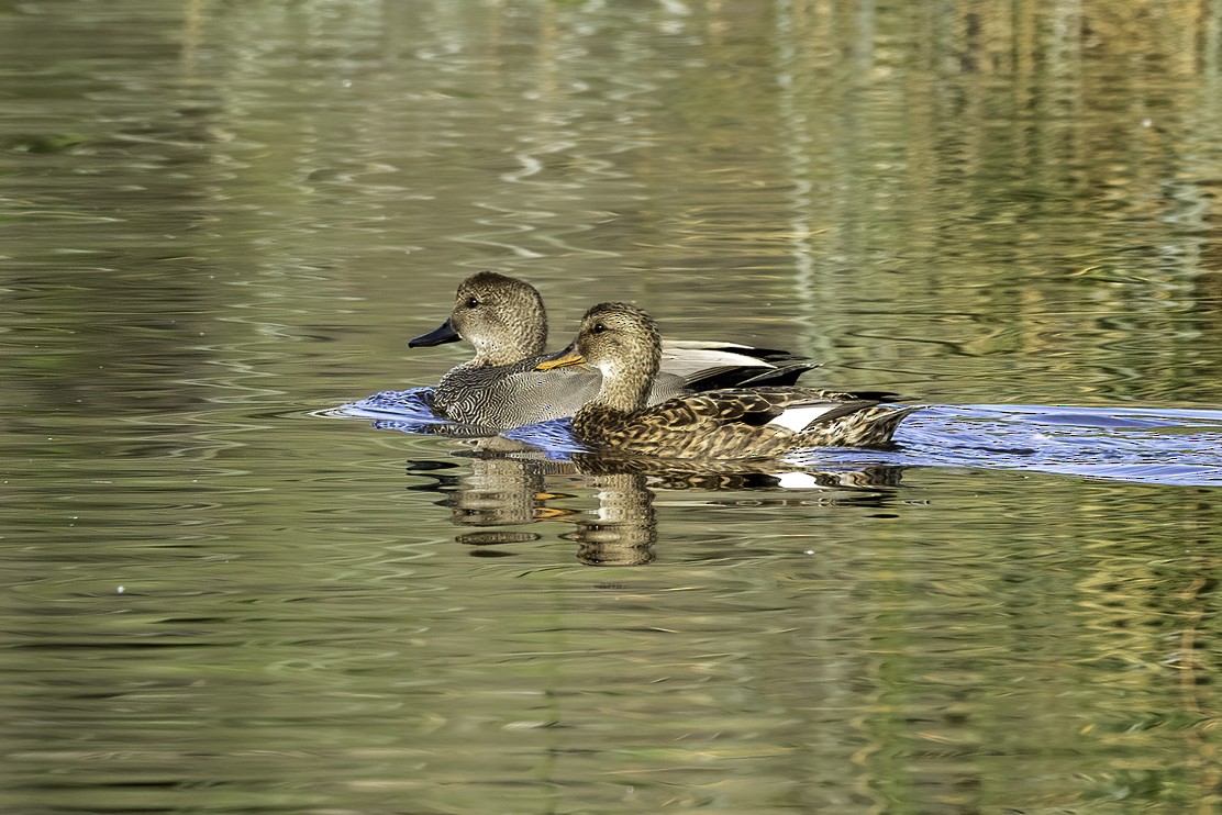 Canard chipeau - ML614539663