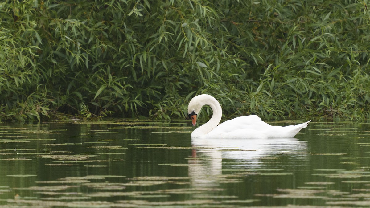 Mute Swan - ML614539685