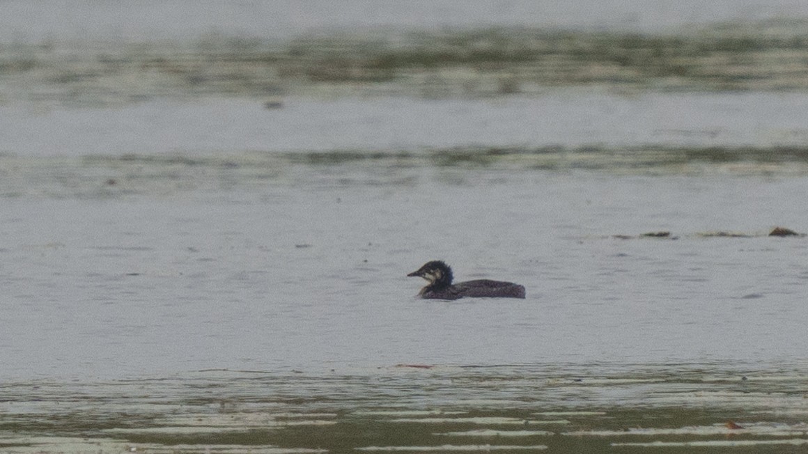 Red-necked Grebe - ML614539698