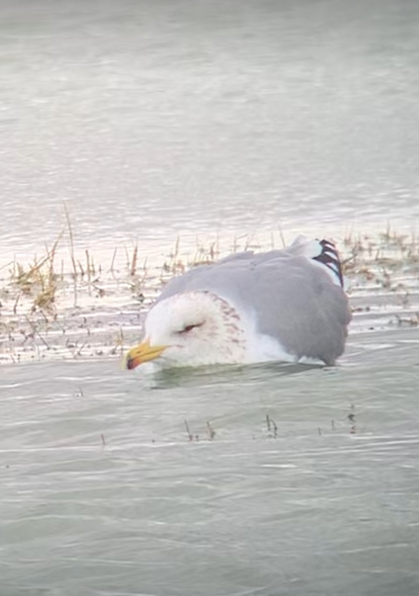 California Gull - ML614539757