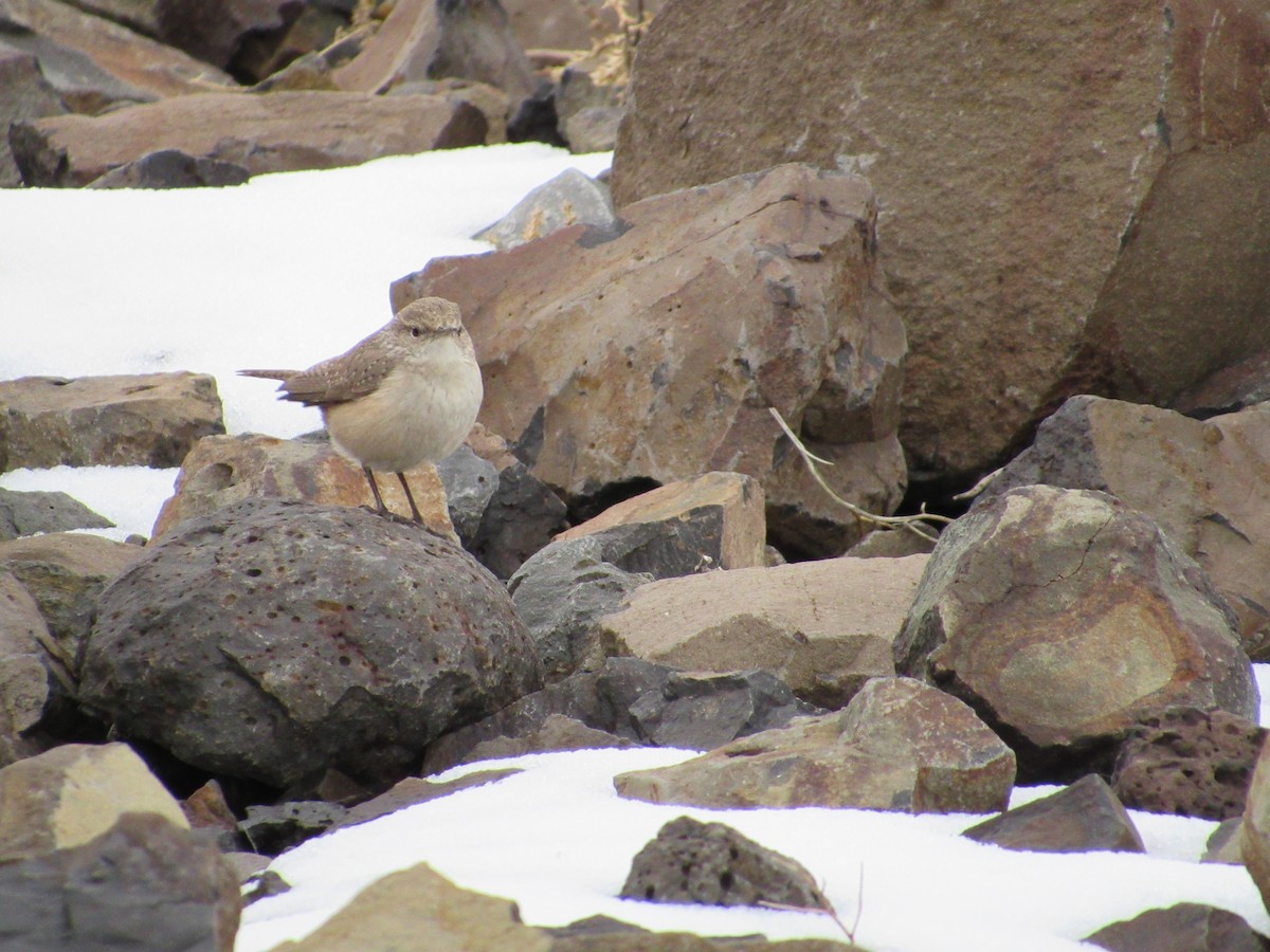 Rock Wren - ML614539787