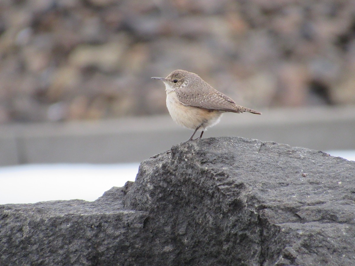 Rock Wren - ML614539788