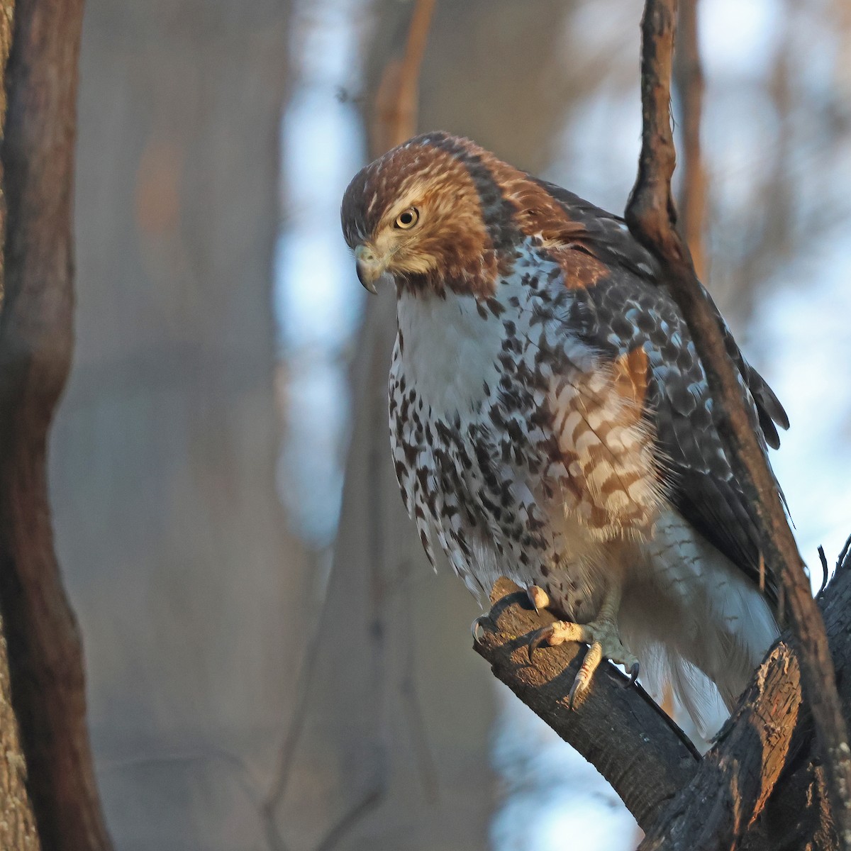 Red-tailed Hawk - ML614539819