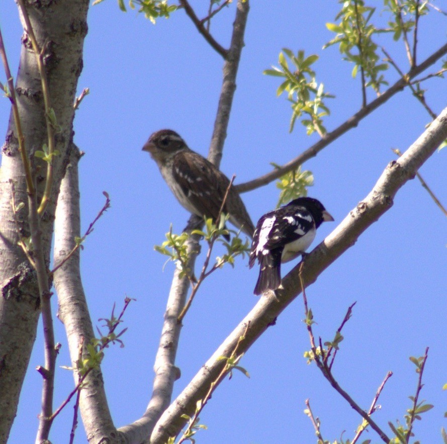 Rose-breasted Grosbeak - ML614539854