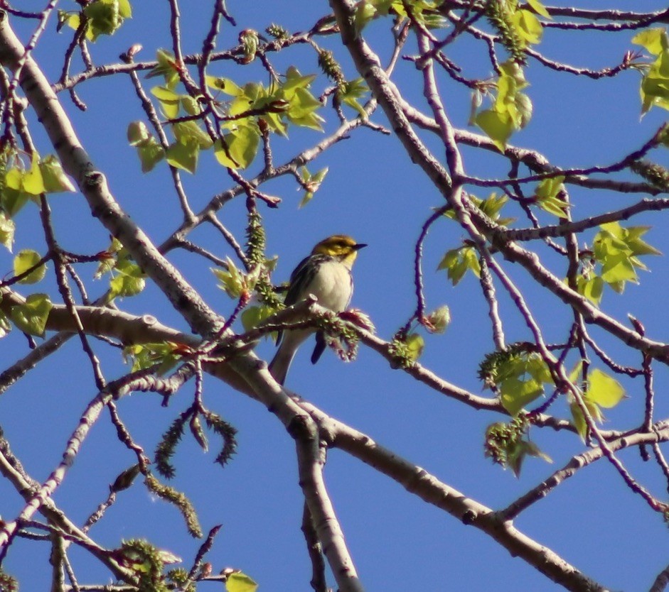 Black-throated Green Warbler - ML614539858