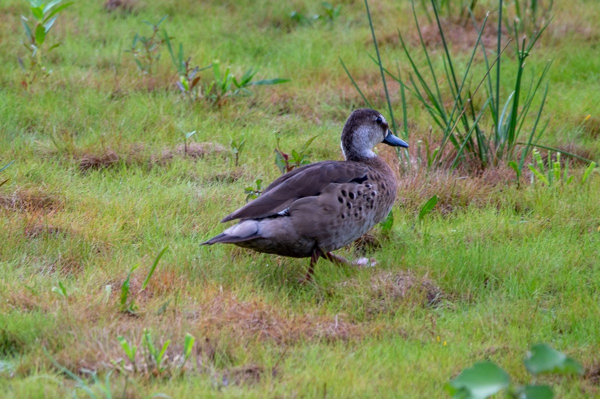 Brazilian Teal - Jivago FERRER