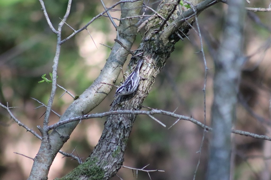 Black-and-white Warbler - ML614539863