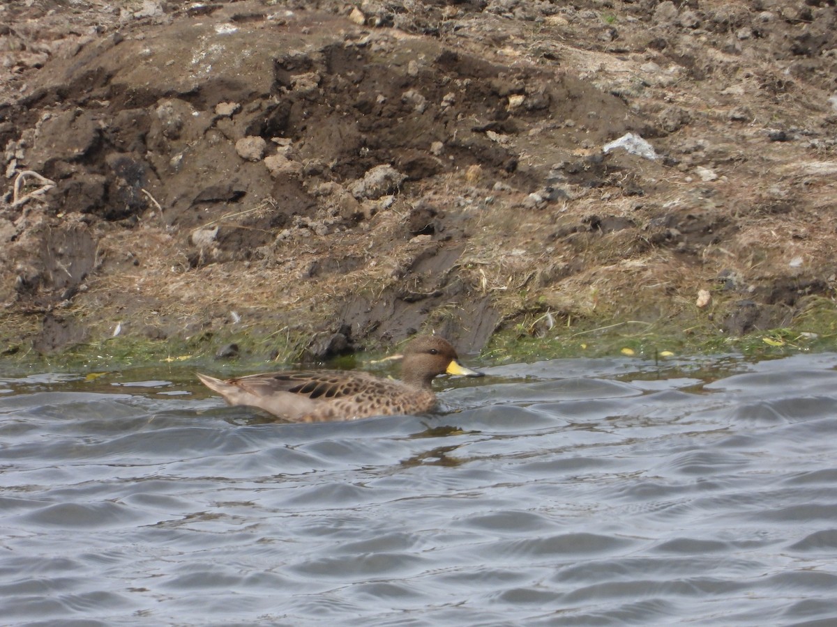 Yellow-billed Teal - ML614539899