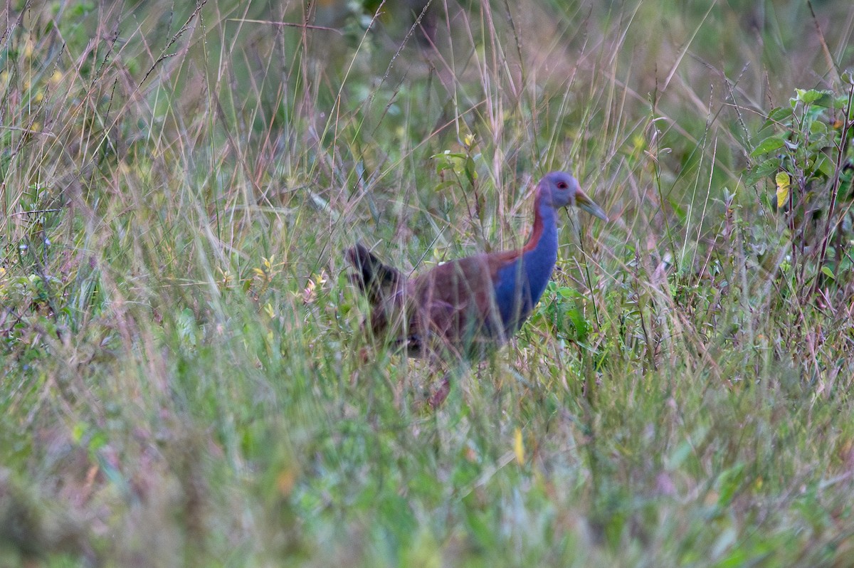 Giant Wood-Rail - ML614539914