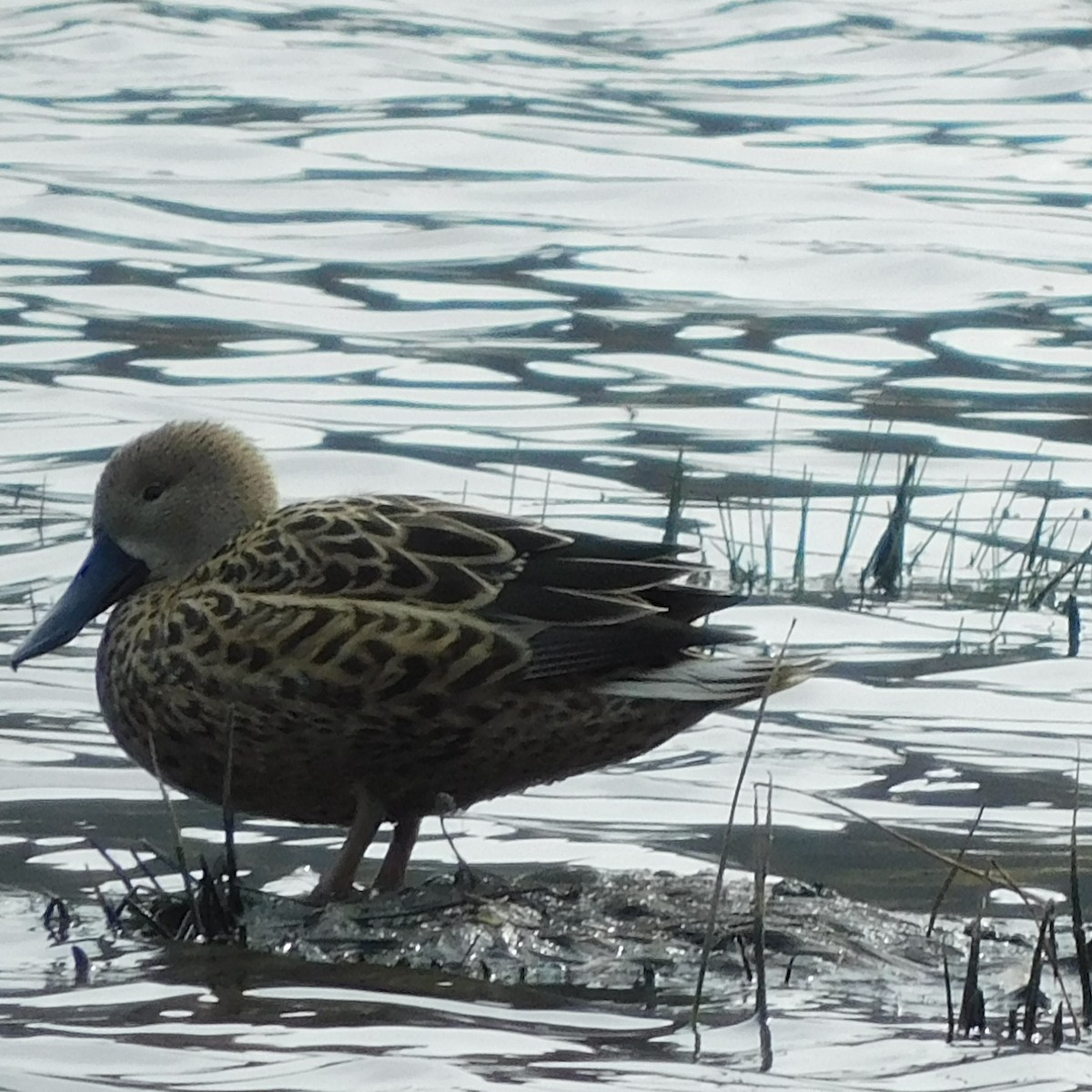 Yellow-billed Pintail - ML614539930