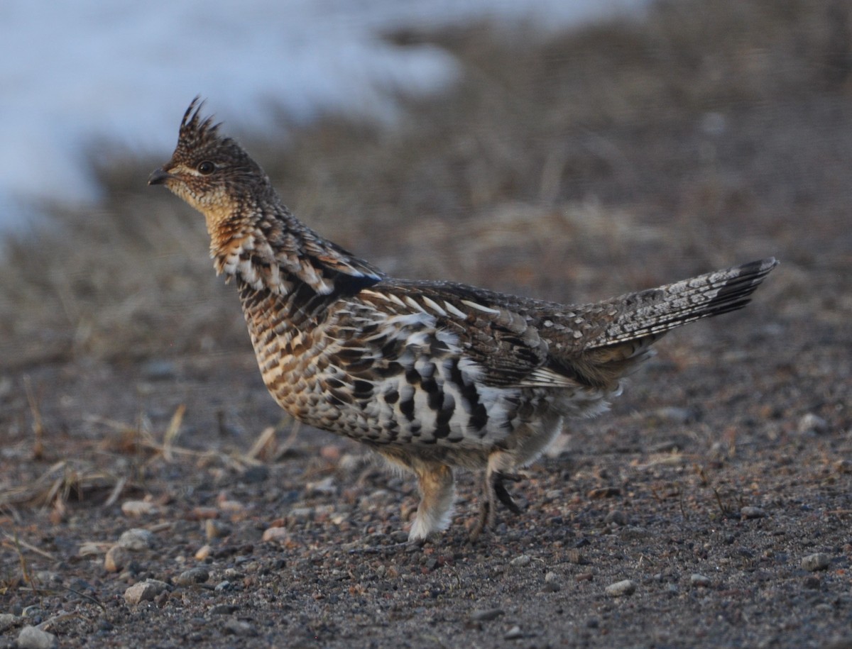 Ruffed Grouse - ML614540000