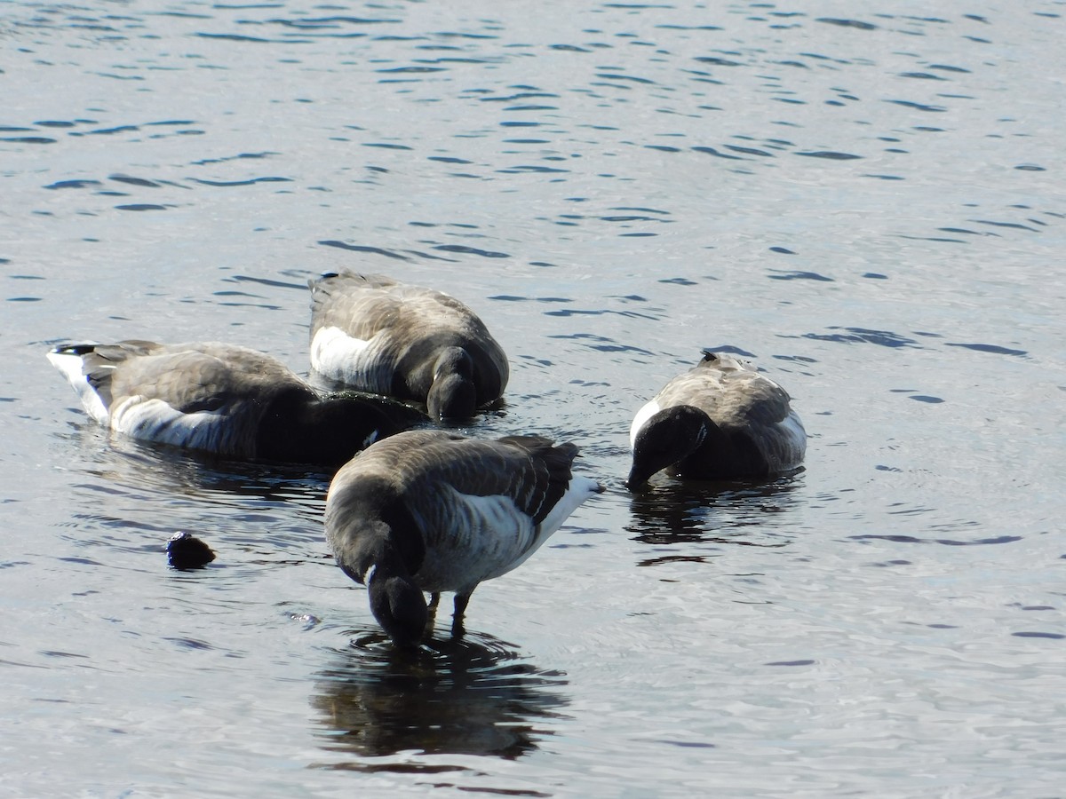 Brant - Meeting Place Group