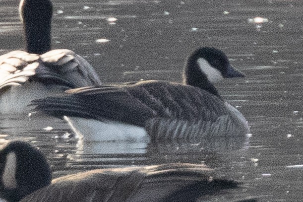 Cackling Goose - ML614540266