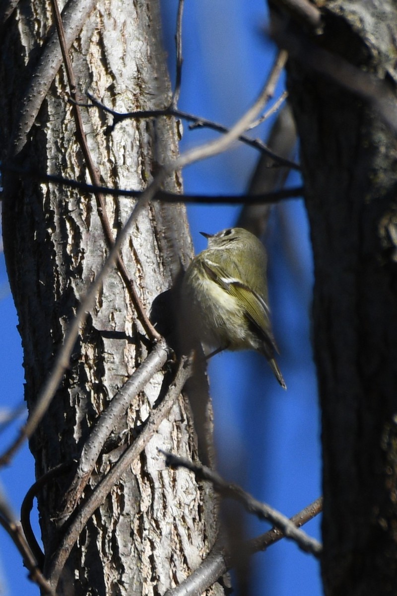 Ruby-crowned Kinglet - ML614540355