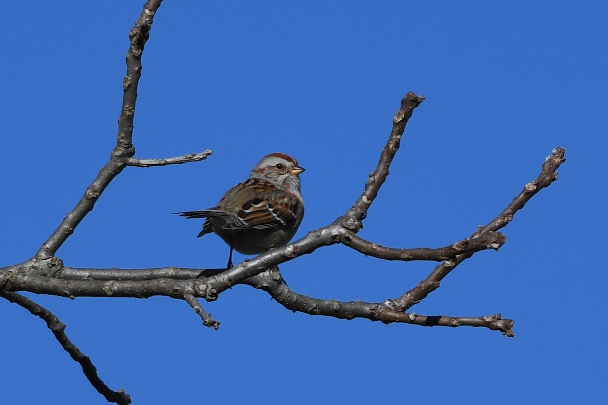 American Tree Sparrow - ML614540372