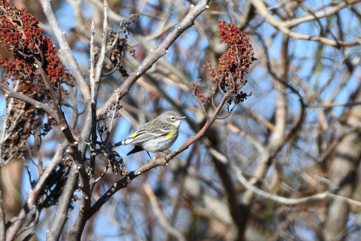 Yellow-rumped Warbler - ML614540385