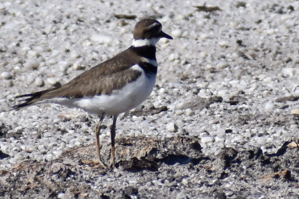 Killdeer - ML614540411