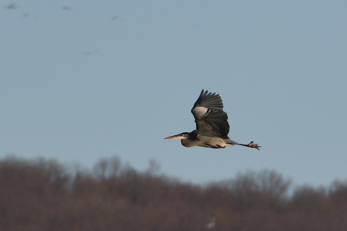 Great Blue Heron - ML614540430