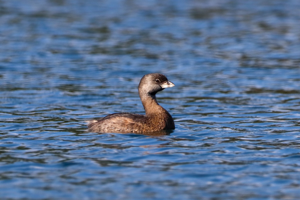 Pied-billed Grebe - ML614540512