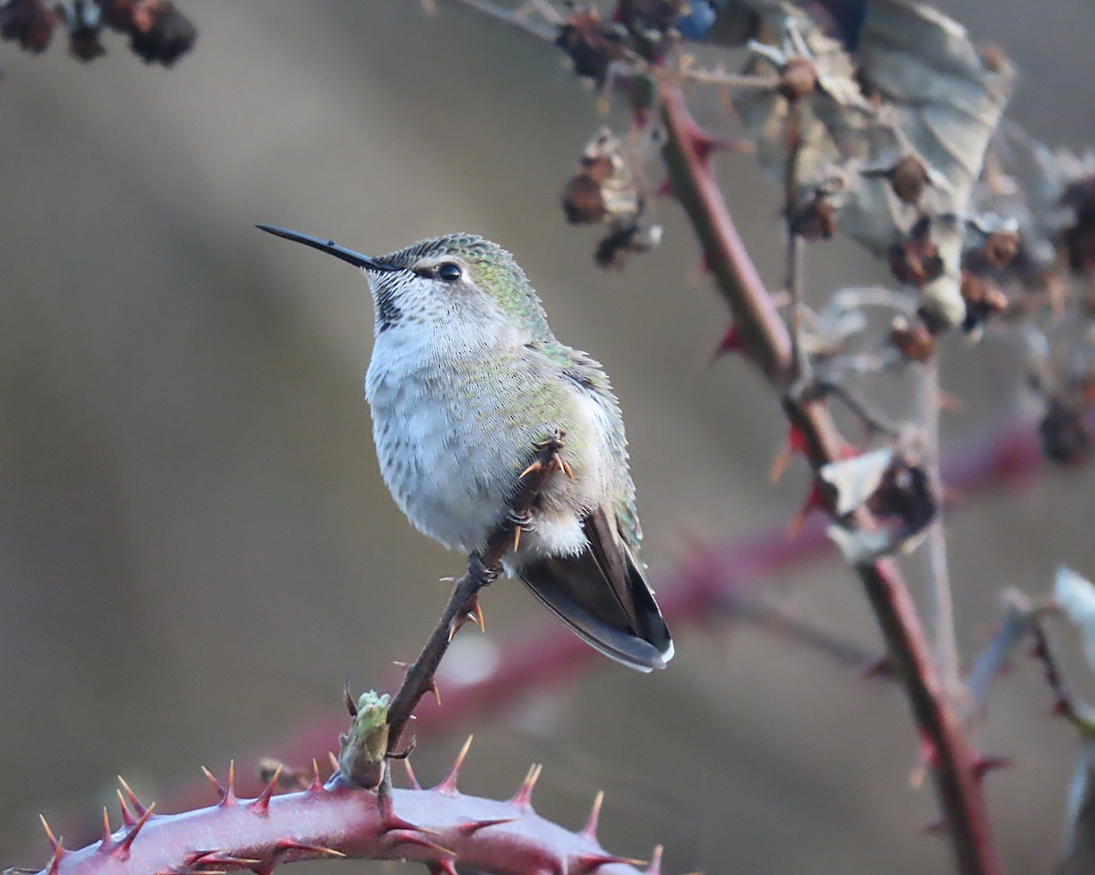 Anna's Hummingbird - Martha Keller