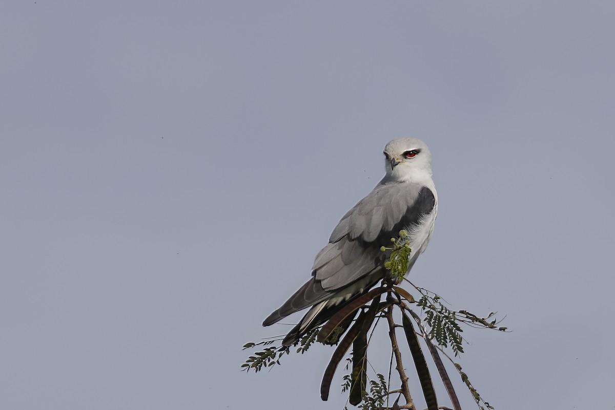 Black-winged Kite - ML614540625