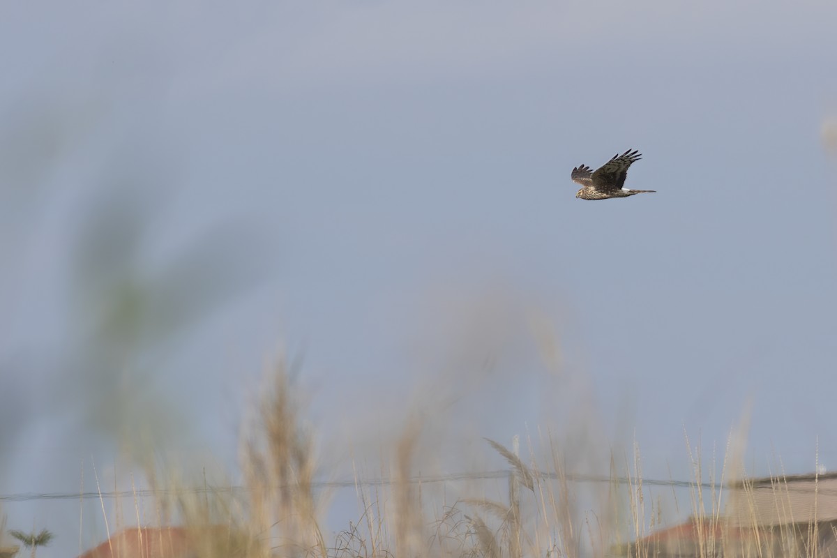 Hen Harrier - ML614540643