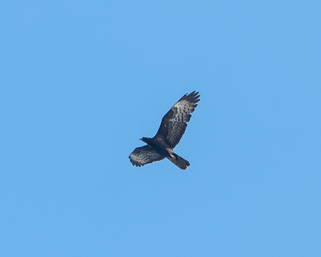 European Honey-buzzard - ML614540662