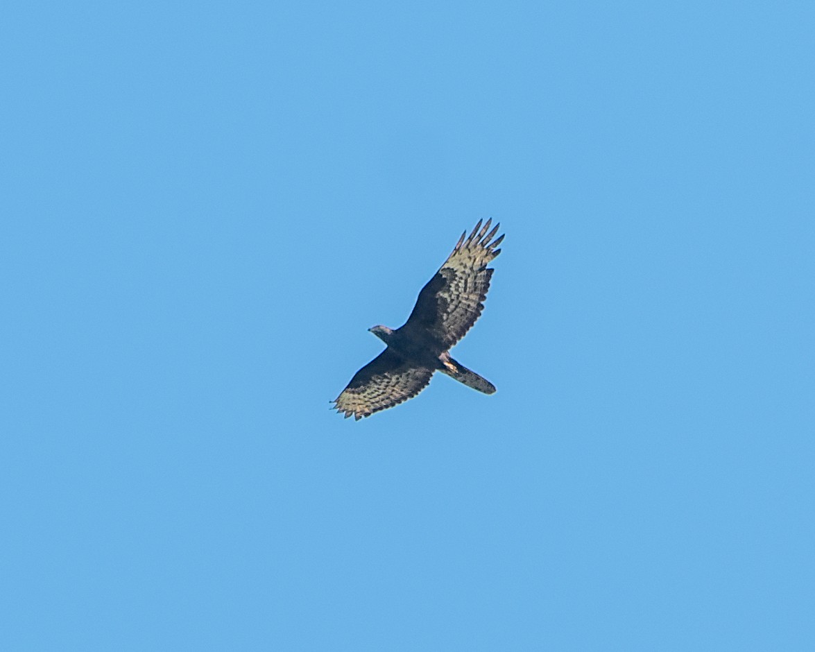 European Honey-buzzard - ML614540683