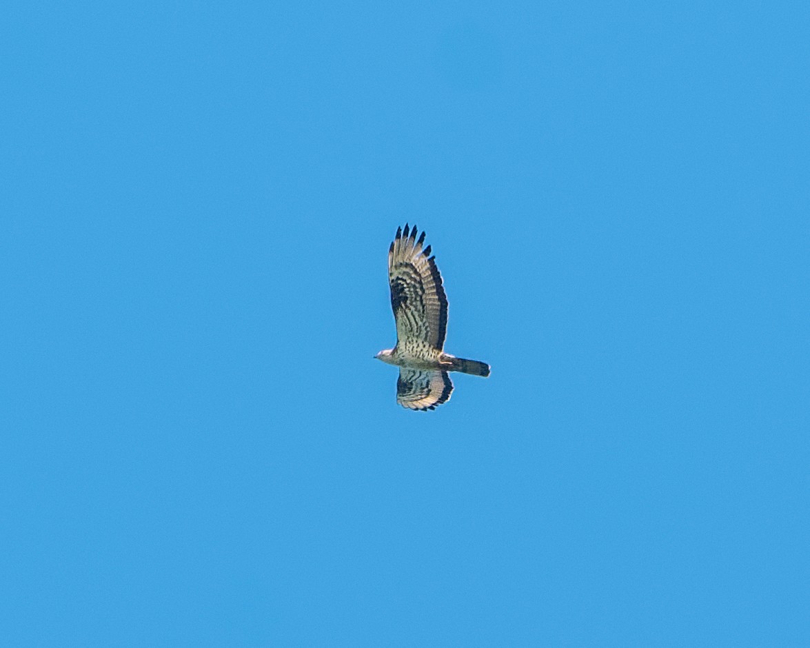 European Honey-buzzard - ML614540684