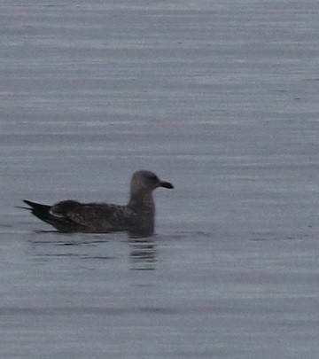 Herring Gull - ML614540709