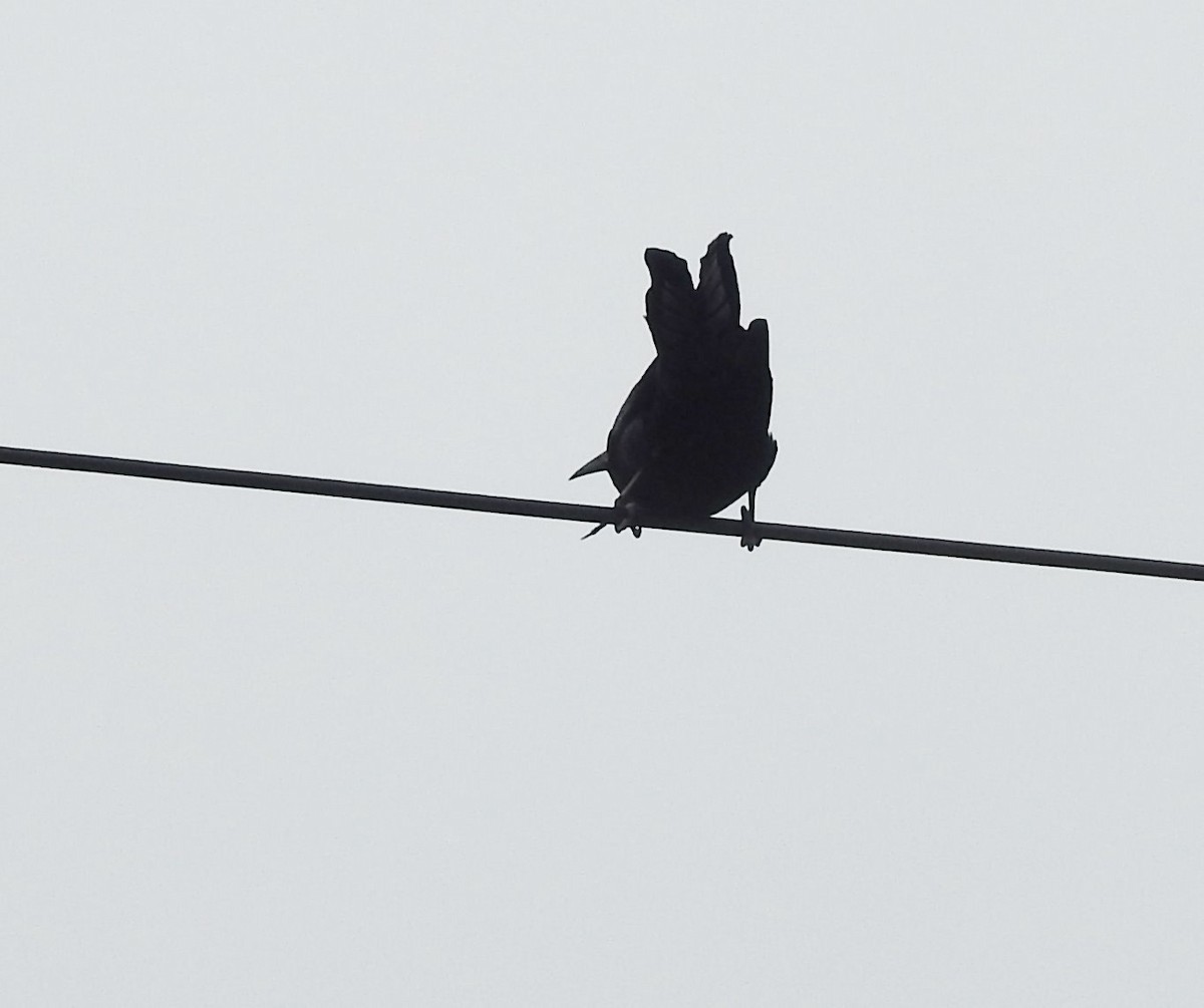 Great-tailed Grackle - ML614540747