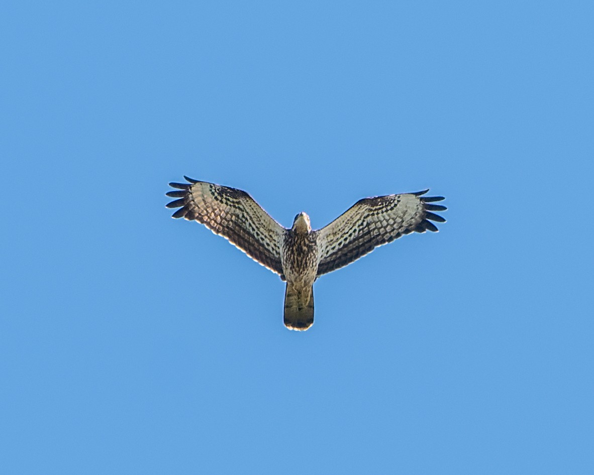 European Honey-buzzard - ML614540749