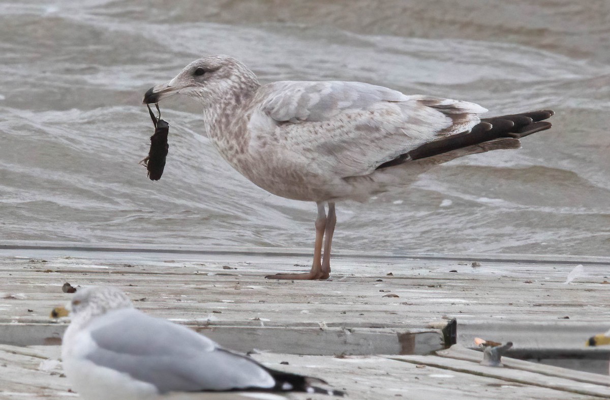 Gaviota Argéntea - ML614540766