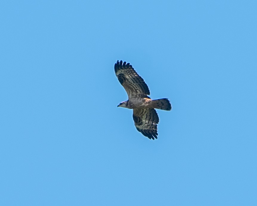 European Honey-buzzard - ML614540781