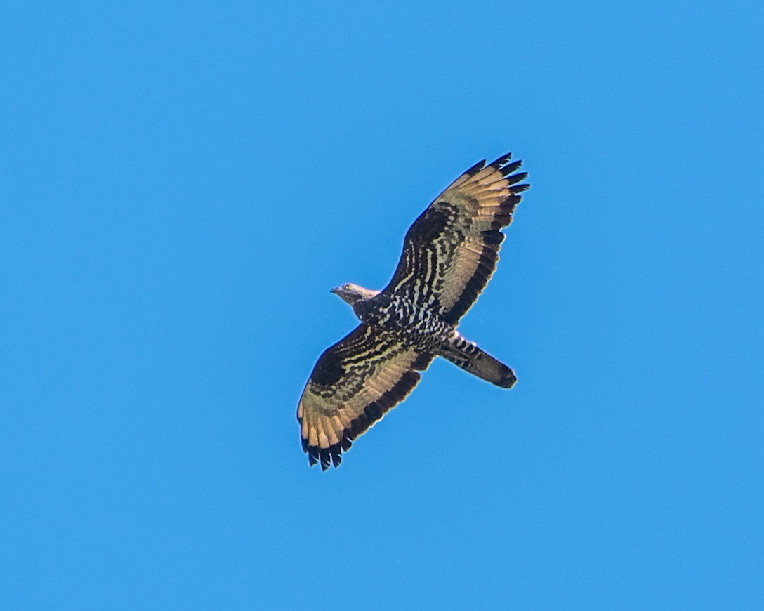 European Honey-buzzard - ML614540803