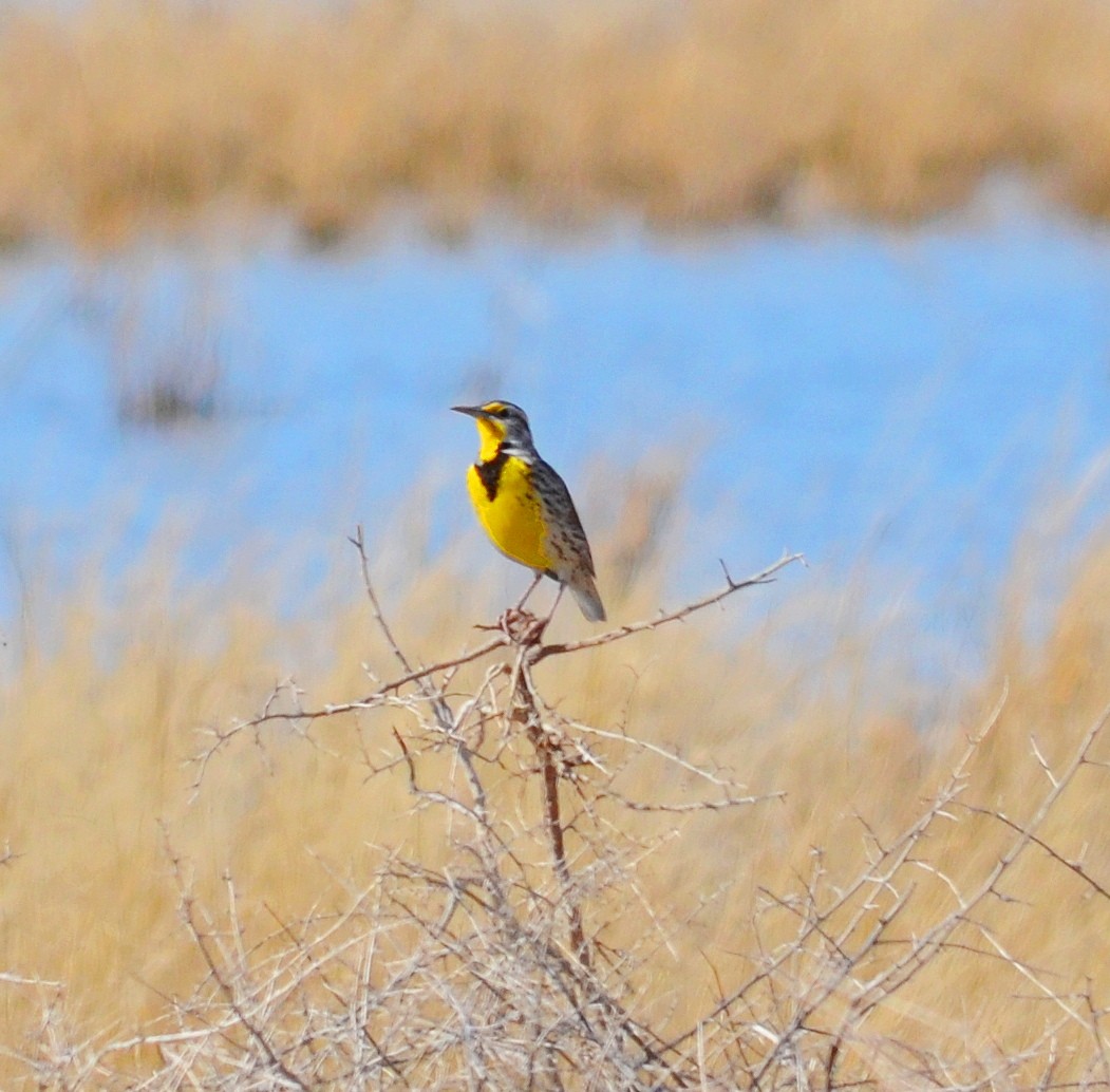 Western Meadowlark - ML614540896