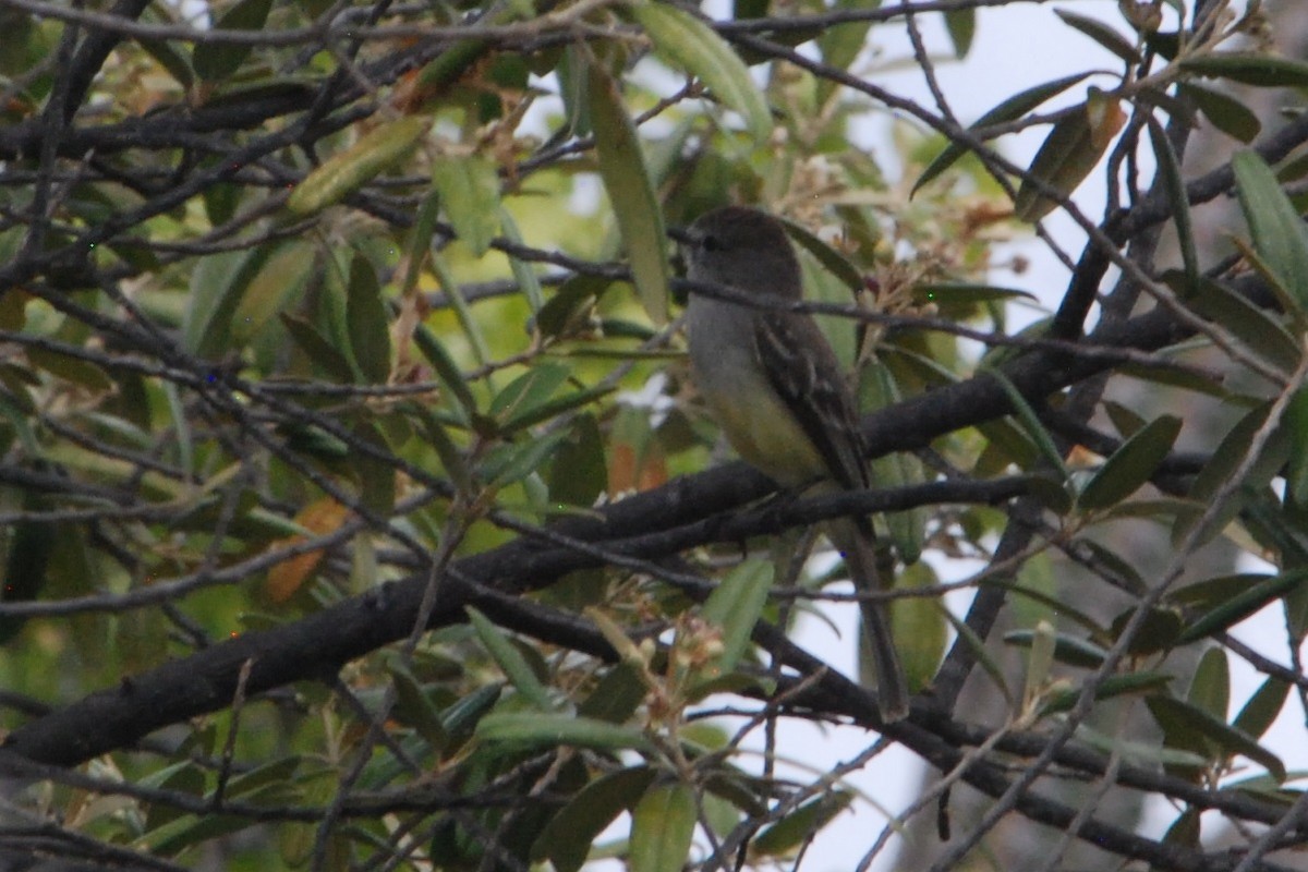 Northern Scrub-Flycatcher - ML614540899