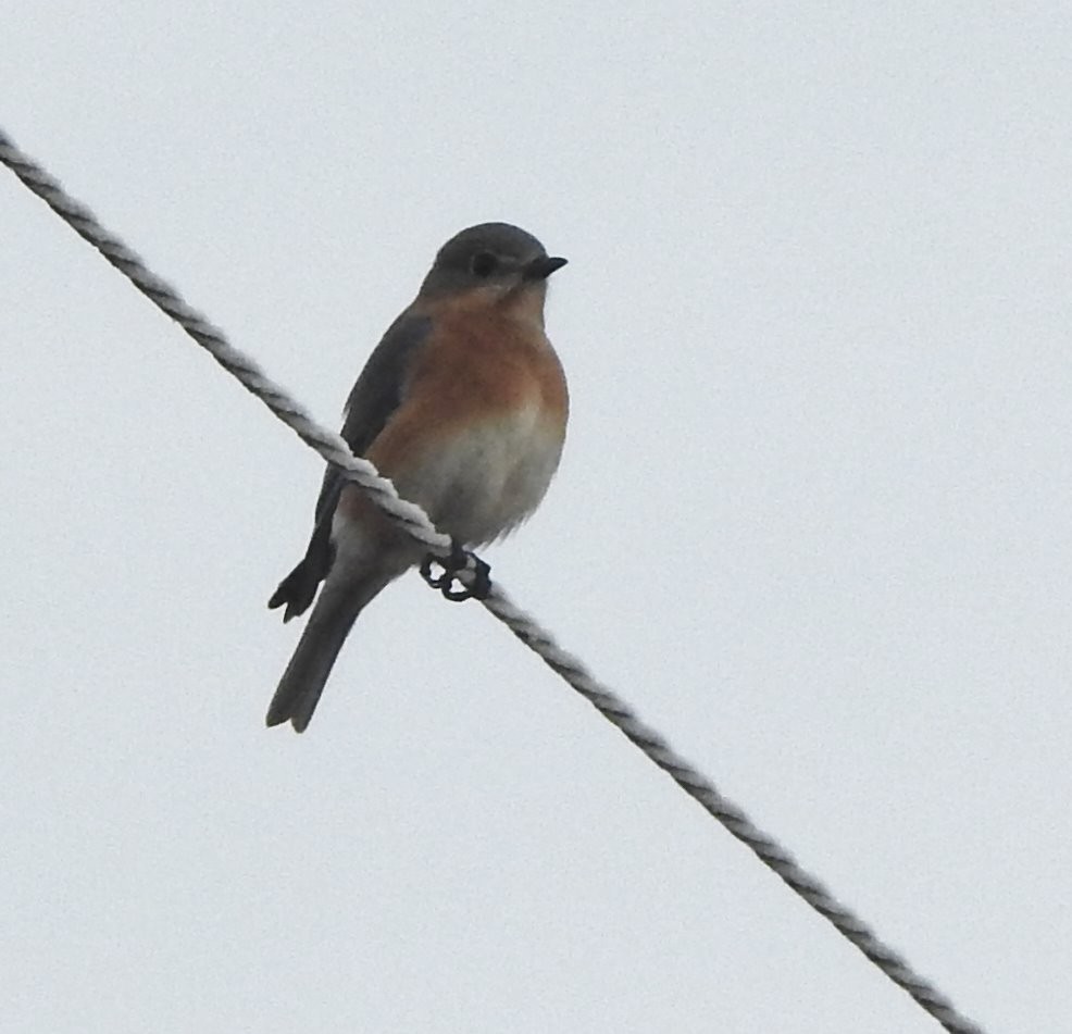 Eastern Bluebird - ML614540900