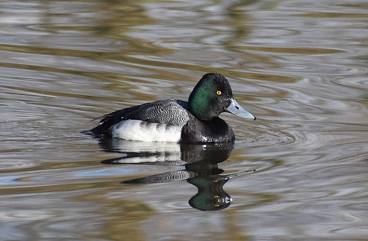Greater Scaup - ML614540904
